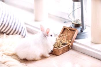 Conejos domésticos: foto, cuidado, retención.