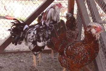 Revisión de pollos Lienven: origen, apariencia y otras características
