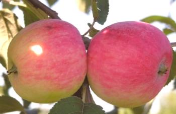 Ordenar fotos de manzano con un nombre y descripción