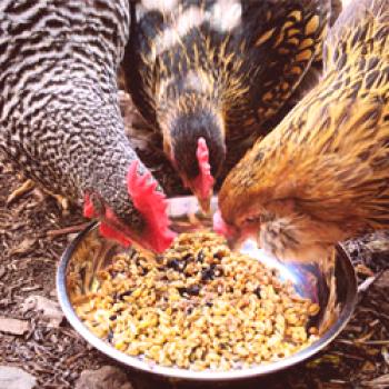 Qué alimentar a los pollos: tipos de alimentos, nutrición nominal en invierno y verano
