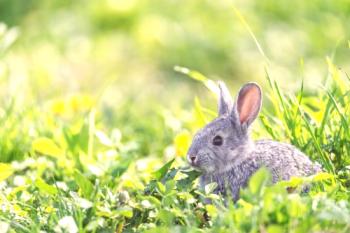 Дълбоко в зайци: какво да се лекува
