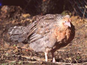 Pasma piščancev Legbar: opis, fotografija