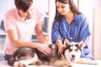 Pausas desagradables en los bordes de los perros: métodos para determinar la condición y ayuda