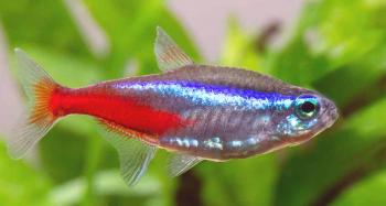 Neonske ribe: fotografija, vsebina, video, nega, reprodukcija