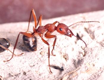 Cómo deshacerse de las hormigas caseras en un apartamento.