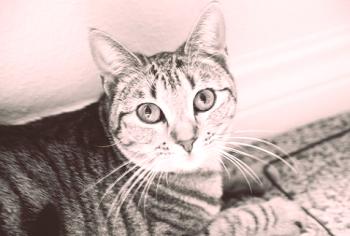 Zapuščanje mačk in mačk: Simptomi in zdravljenje, fotografije in video posnetki | Trichophytosis, microsporia