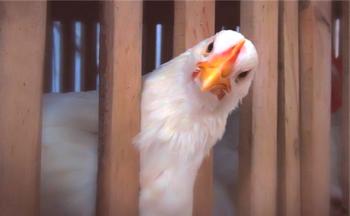 Cuántos pollos viven en diferentes razas en el hogar y en granjas avícolas