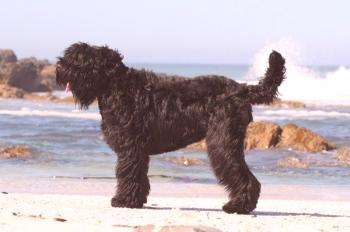 Terrier negro ruso (foto): inteligencia, determinación y encanto