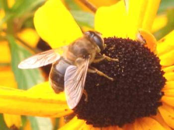 Kaj je vir zvoka pri letenju čebel