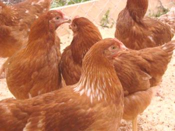 Rejske kokoši Dominantne in Rodonit: značilnosti, vsebina in povratne informacije