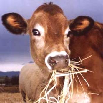 Alimentar a las vacas en casa: normas y dieta.