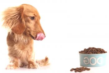 Gastritis en perros - Cómo detectar, tratar y prevenir la aparición.