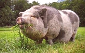 Cerdos carnívoros: foto y descripción.