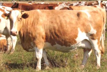 Raza simmental de vacas: características, precios, opiniones y fotos.