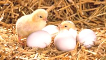 ¿Cuánto huevos de gallina eclosionan?