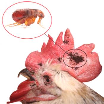 Las pulgas de pollo: cómo deshacerse de, medidas preventivas