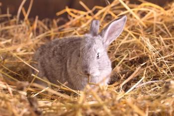 ¿Por qué el conejo separa a los conejos del nido justo después del fuego?