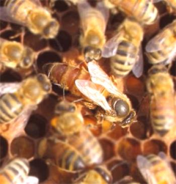 Eliminación de polillas de abeja