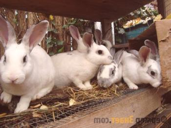 Conejos reproductores: cómo convertirse en un conejo exitoso