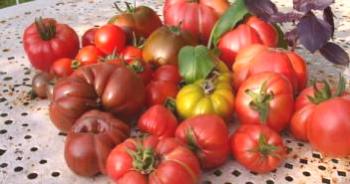 Variedades tempranas de tomates para suelo abierto: alto, delicado.