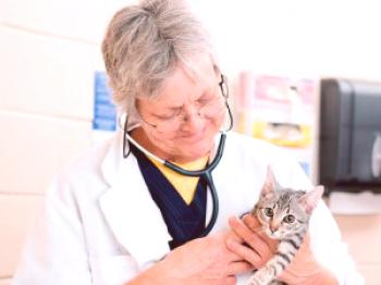 Síntomas y tratamiento de la ascitis en gatos.