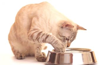 Pomivalna korita za mačke: glavne vrste, ki in kako pravilno izbrati