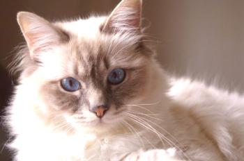 Kuga pri mačkah: Simptomi in možnosti zdravljenja za bolezen