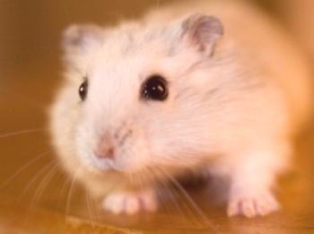 Jaula para hamsters, cuidado y mantenimiento en casa, peculiaridades de alimentación.