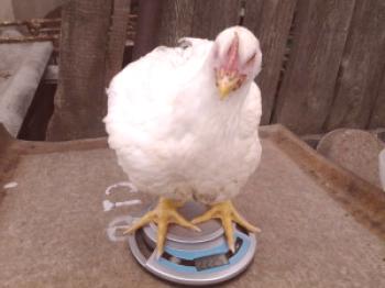 Los pollos de engorde no ganan peso: posibles razones.