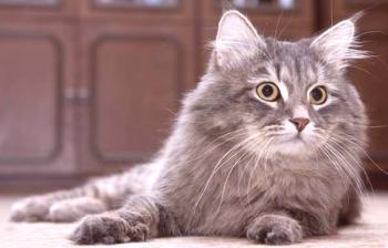 Sibirska mačka: opis in značaj pasme, fotografija