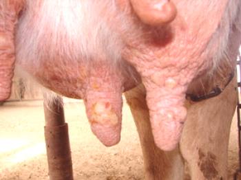 Viruela en vacas en la ubre: tratamiento, prevención, foto
