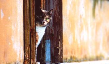 La sarna en los gatos. Síntomas y tratamiento de sarna