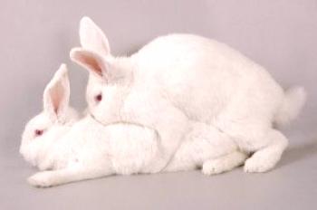 Reproducción de conejos en casa para principiantes: video.