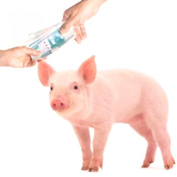 El cerdo como negocio: rentabilidad, plan de negocios para granjas porcinas.