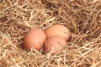 Vzreja piščancev za jajca kot podjetje: pregled in video