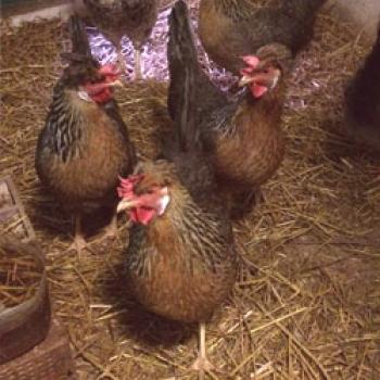 Породата пилета Leggar: описание, експлоатационни характеристики