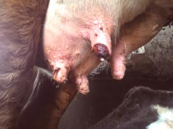 Zdravljenje abdominalne papillomatoze pri kravah