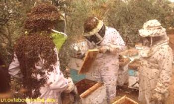 Errores apicultores