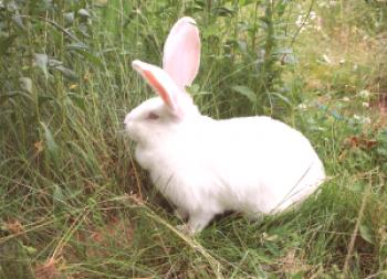 Conejo Gigante Blanco - Cría y Cría (foto y video)