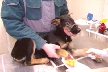Некроза или гангрена при куче: терапия и профилактика