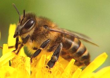 Колко пчела живее