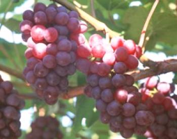 Pobiranje grozdja