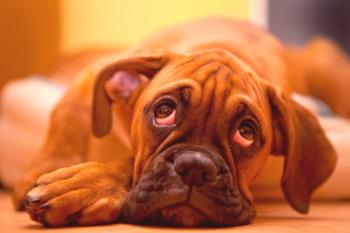 Značilnosti diagnoze in zdravljenja cistitisa v psa - vredno vedeti