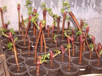 Rastline grozdje, kako posaditi grozdje s potaknjenci