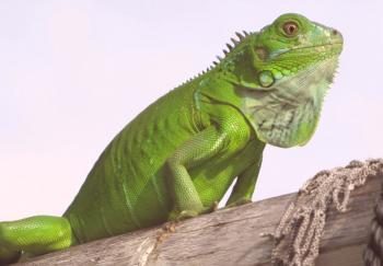 Zelena iguana ali navadna: fotografija, video, vsebina in nega