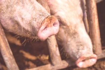 Enfermedad del cerdo inflamado: prevención, síntomas y tratamiento.