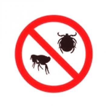 Cómo traer pulgas de casa rápidamente