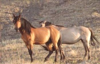 Caballos Mustang: foto, descripción, video