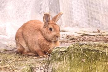 Castración de conejos en el hogar: formas, edad.