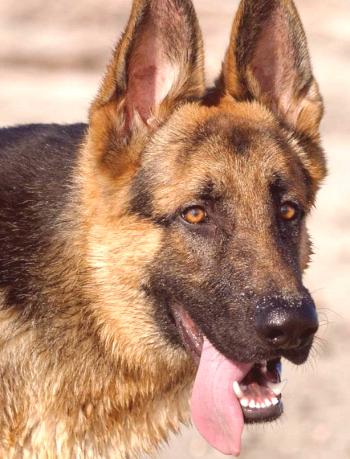 Perro de pastor alemán: foto, video, descripción de la raza, carácter, cuidado